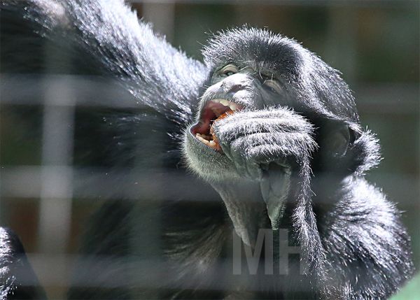 Николаевский зоопарк обновил расписание на январь: график немного изменился