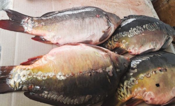 Экоинспекторы промолчали об итогах рейда в рыбные ряды на рынке Николаева