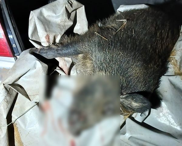 С прибором ночного видения на кабана: в Николаевской области поймали браконьера