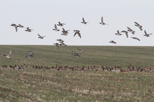 Сенсация на лимане: на Николаевщине заметили краснокнижных птиц, которых до войны здесь не видели (ФОТО)
