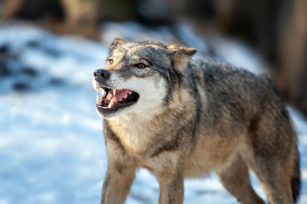 Под Очаковом критически превышено поголовье хищников: до конца февраля «лишних» отстрелят