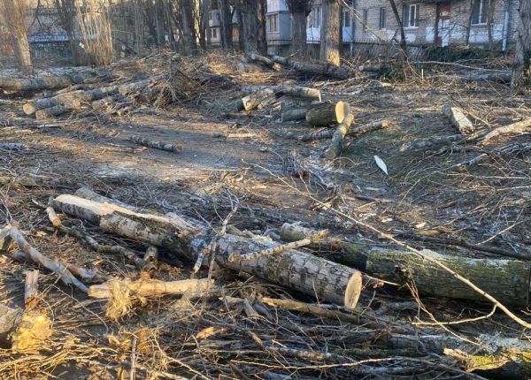 В Николаеве за раз спилили пять деревьев: экологи приехали, когда все уже закончилось