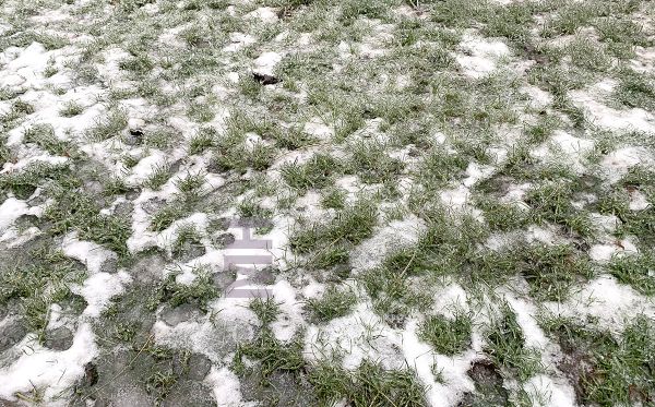 Критическая отметка близко: метеорологи предупреждают о риске вымерзания озимых на Николаевщине