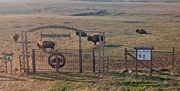 Американские гости в николаевской степи: как зимуют бизоны на Вознесенщине