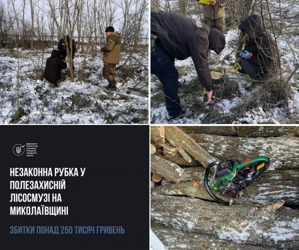 На праздники Николаевской области неизвестные спилили полторы сотни ясеней, акаций и дубов