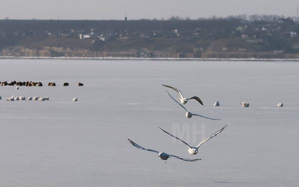 В Николаеве на Южном Буге пернатым грозит ледяной плен, уже погиб лебедь