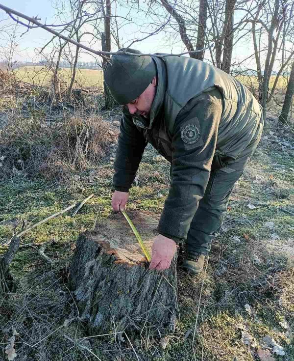На месте акаций появились 16 пней – черные лесорубы активизировались в Николаевской области