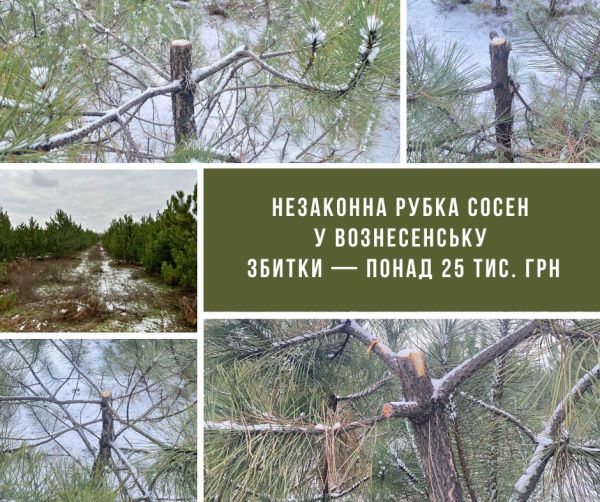 В Николаевской области сосны для елочного базара незаконно рубили в пригородной лесополосе