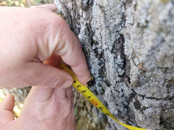 Спилил 11 деревьев в «ничейной» лесополосе: на Николаевщине поймали браконьера