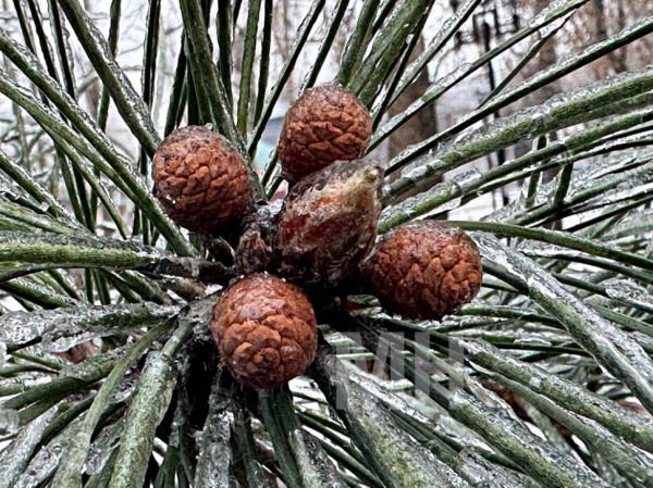 Из-за непогоды в Николаевской области обесточены двести населенных пунктов