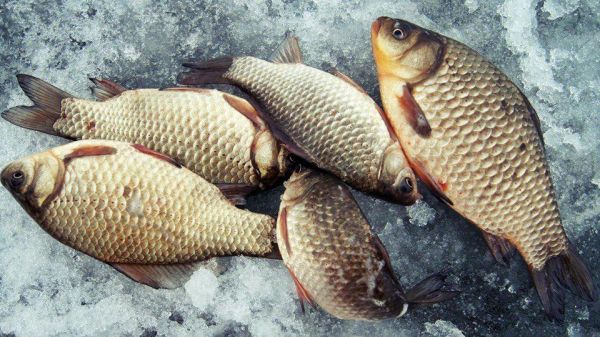 Спасены 6 карасей и 1 щука: Николаевская рыбинспекция провела антибраконьерский рейд