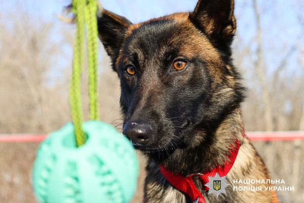 Умница, красавица и психотерапевт: малинуа Ия будет помогать николаевцам забыть о войне