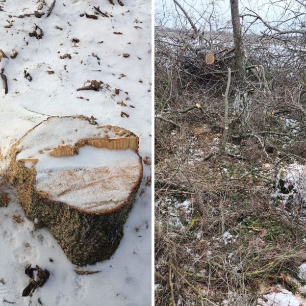 Поймали лесного браконьера, который спиливал орехи в лесополосе на Николаевщине