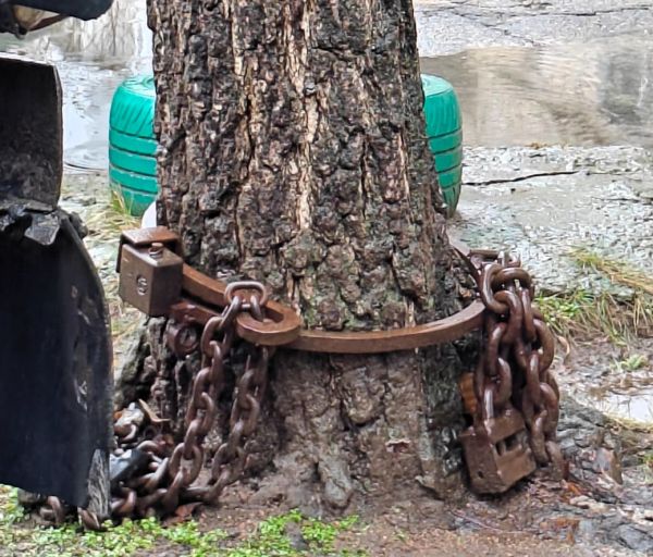 Дерево в кандалах: в Николаеве освободили ствол, закованный в массивные цепи