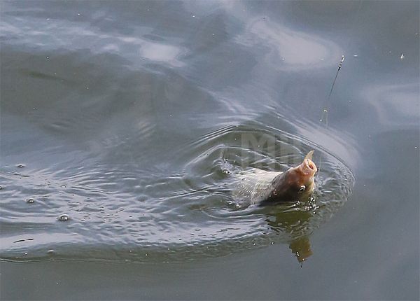 С 1 апреля на Николаевщине вводятся жесткие ограничения для рыбаков: как не стать браконьером