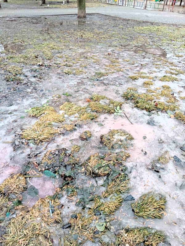 В сквере Николаева торговцы цветами сливают опасные химикаты под деревья и кустарники