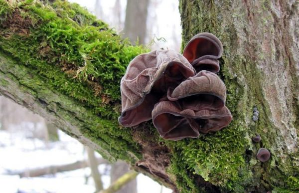 Штраф за грибы: в каких случаях на "тихой охоте" нужен лесной билет