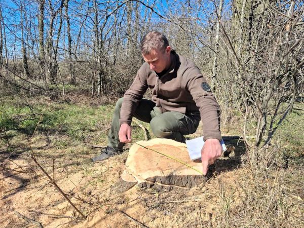 В лесополосе возле Николаева обнаглевшие браконьеры спилили шесть десятков деревьев