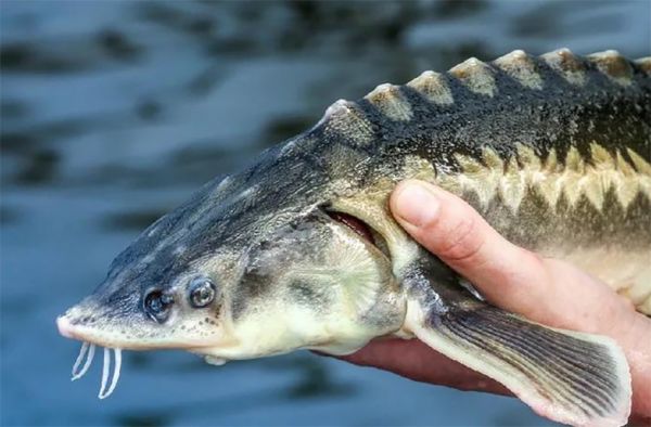 Николаевские рыбинспекторы достали из браконьерских сетей краснокнижных осетров (видео)