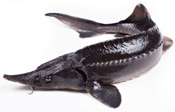 Миколаївщина стає одним із центрів порятунку червонокнижних риб у Причорномор'ї