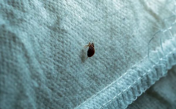 В Николаеве семья полгода не могла найти причину недомоганий, пока не поймала в квартире клопа