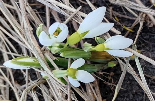 Не рвите эту нежность! На Николаевщине расцвели «краснокнижные» шафран и подснежники