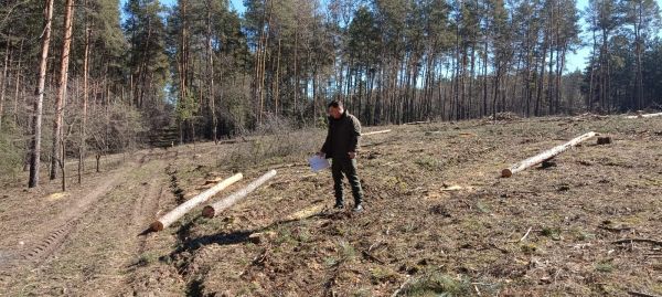 В Николаевской области из-за нашествия короедов вырубили большой участок леса