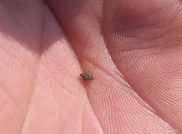 Крошечный вредитель — огромный урон: на Николаевщине на посевах рапса появился опасный жук