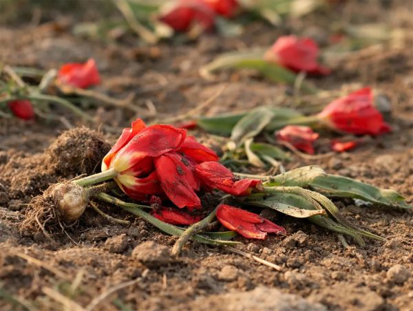 В Николаеве полиция нашла цветочного вандала, который оборвал клумбы в центре города