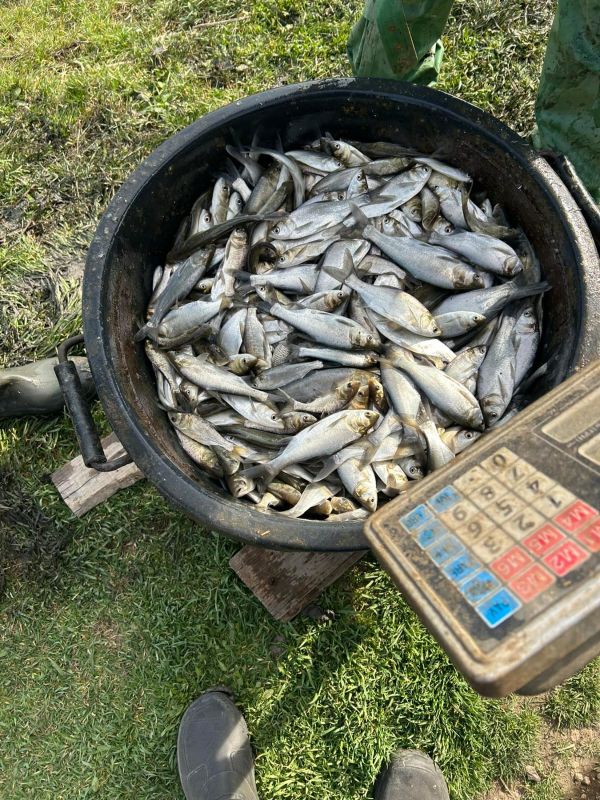 В водохранилище на Николаевщине выпустили 300 тысяч мальков карпа, толстолобика и белого амура