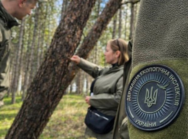 Эпидемия в лесу: лесники объяснили масштабные рубки под Николаевом