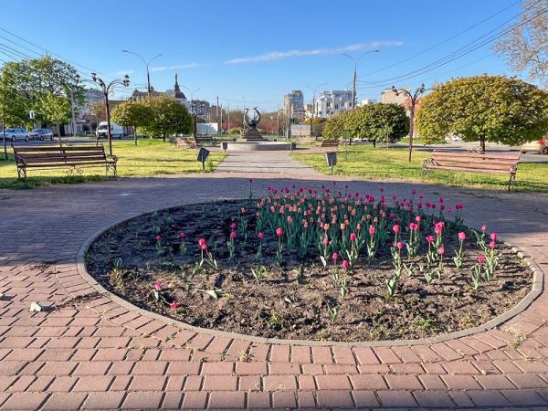 Варварство в центре Николаева: вандалы вырвали полклумбы цветущих тюльпанов