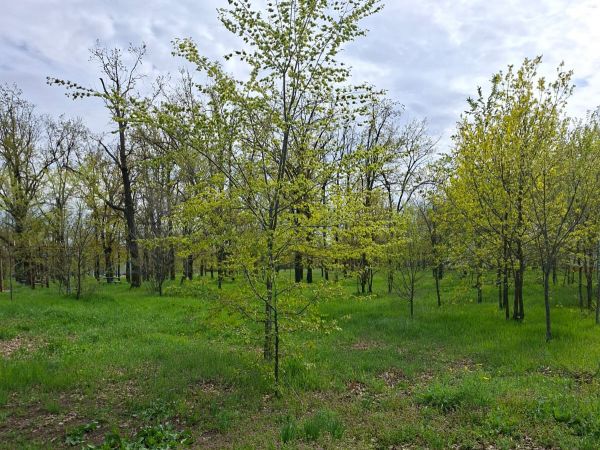 Битва за деревья в Ингульском районе: экологи пересчитали каждое растение, которое мешает будущей заправке
