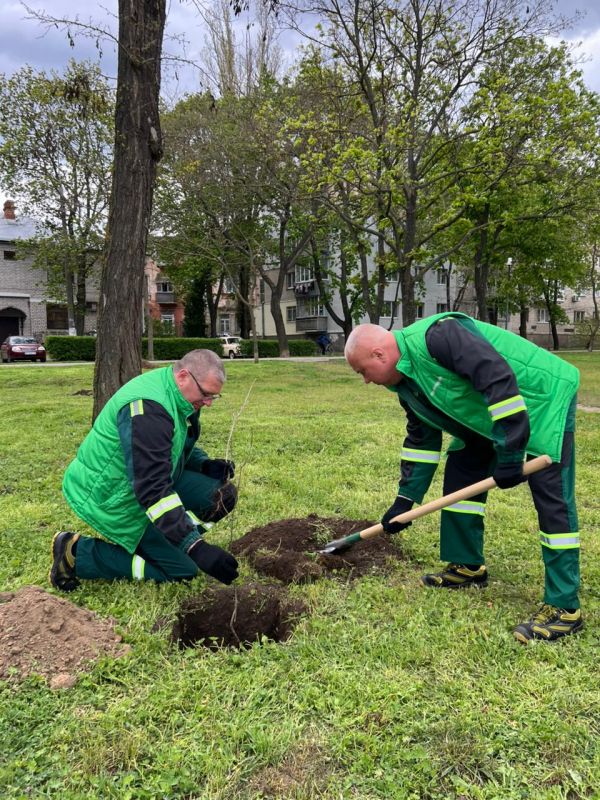 В Николаеве в исторической части города снова высаживали дубы