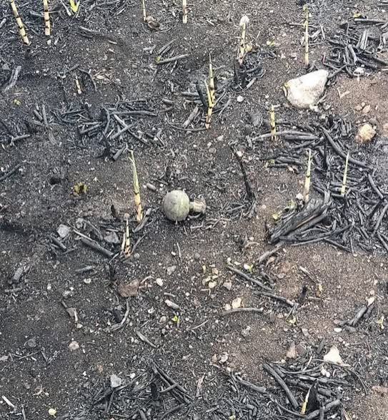 В Николаеве под открытым небом валялся предмет, похожий на взрывоопасный