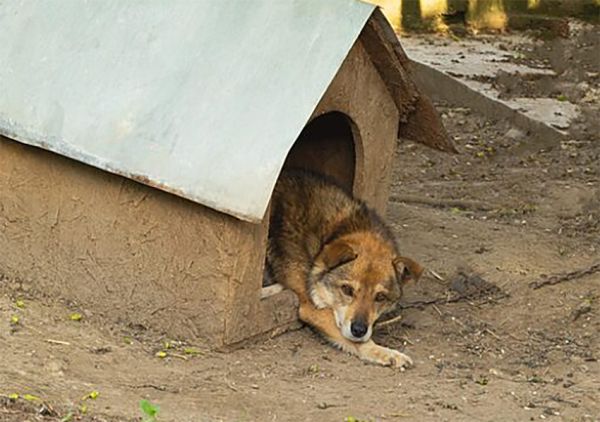 В Пивденноукраинске горожанам запретили ставить будки для бездомных собак