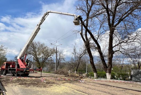 Зеленый Николаев: в городе временно перестанут подрезать деревья