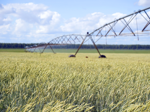Урок засухи: на Николаевщине массово запускают орошение, чтобы не потерять урожай, как в прошлом году