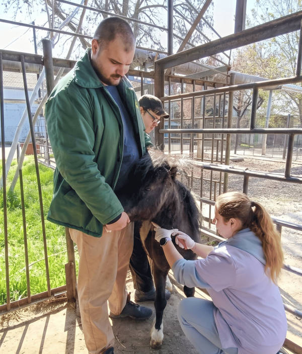 В Николаевском зоопарке привили животных от сибирской язвы