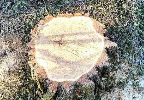 Дорогие «бесплатные» дрова: на Николаевщине браконьер заплатит 11 тысяч за одну акацию