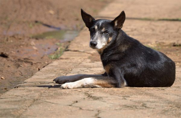 В Первомайске признали проблему с бездомными животными, но план действий пока 