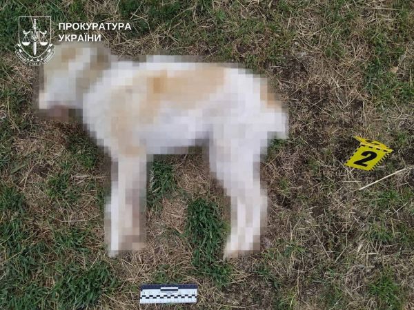 На Николаевщине мужчина застрелил 4-месячного соседского щенка, который сидел на привязи