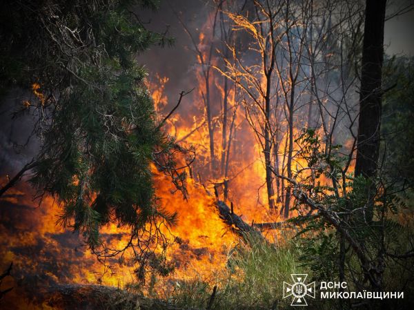 Возле Николаева спасатели четыре часа тушили лесной пожар