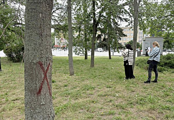 В Николаеве снесут часть деревьев на Флотском бульваре: коммунальщики ждут разрешительные документы на спил