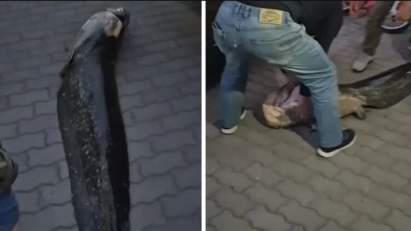 Украинец выловил в Варшаве любимца поляков – легендарный 20-летний сом погиб