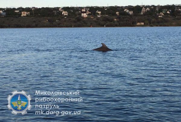 В Николаеве в Ингуле заметили дельфина: доплыл по реке аж до Северного (видео)