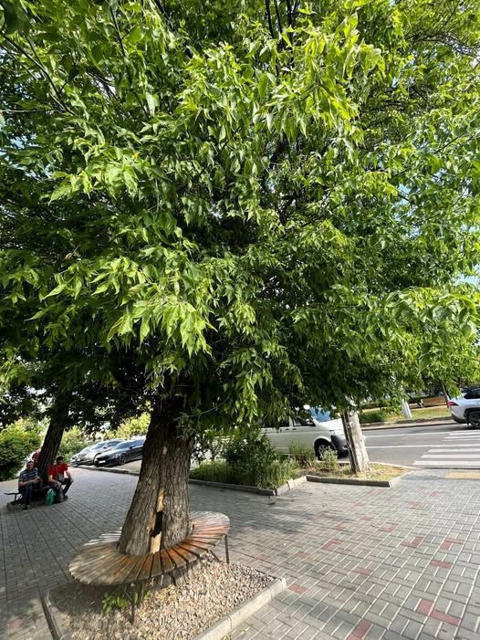 В Николаеве вступились за старый ясень на Центральном проспекте