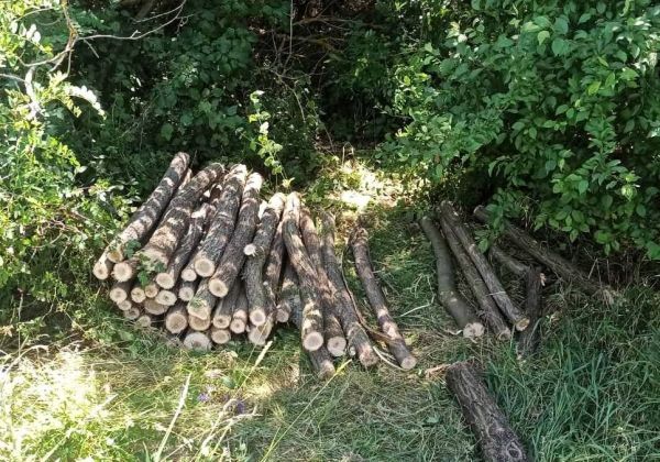 В Николаевской области в лесополосах вырубили акации и клены