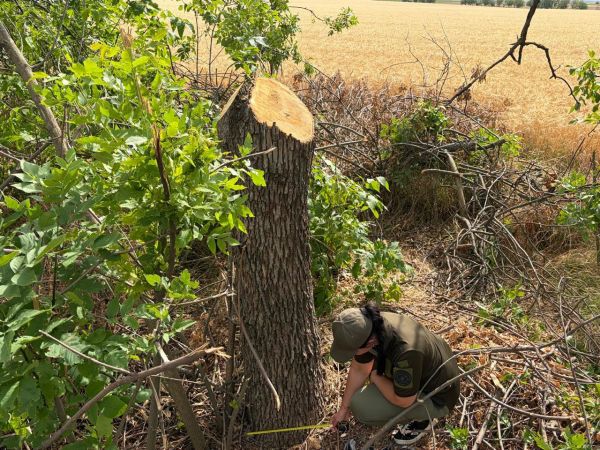 На Николаевщине во время ремонта дороги спилили и повредили более четырехсот деревьев