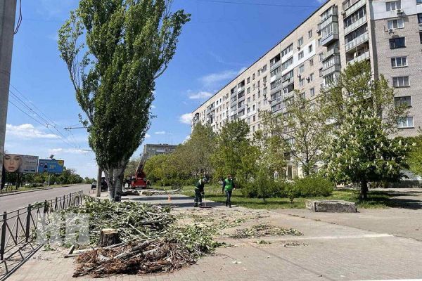 В Николаеве на Центральном проспекте будут сносить деревья: пешеходов и водителей просят быть осторожными